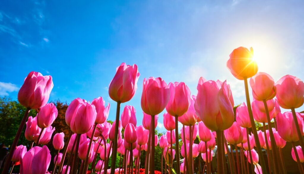 blooming-tulips-against-blue-sky-low-vantage-point-2023-11-27-05-29-27-utc - 01