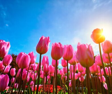 blooming-tulips-against-blue-sky-low-vantage-point-2023-11-27-05-29-27-utc - 01